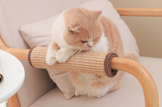 Pourquoi mon chat griffe le canapé et comment l’en empêcher ?
