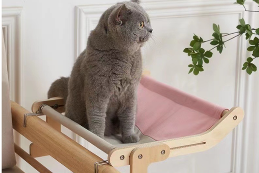 Comment savoir si mon chat s’ennuie ?