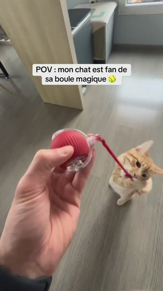 Magicball Animoo. Le jouet qui rend ton chat accro en 5 minutes !